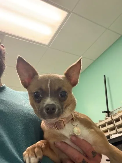 A young small-sized female Yellow / Tan / Blond / Fawn Chihuahua dog named Kenzie for adoption in Key West, FL