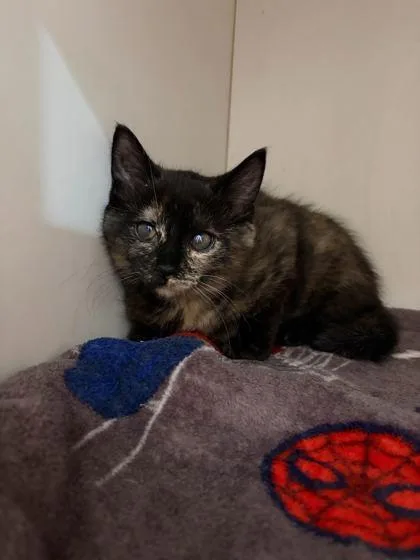 A baby small-sized female Domestic Short Hair cat named Pixel for adoption in Ringoes, NJ