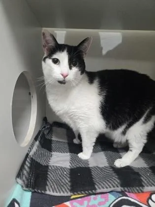 An adult medium-sized male Domestic Short Hair cat named Bentley for adoption in Savannah, GA