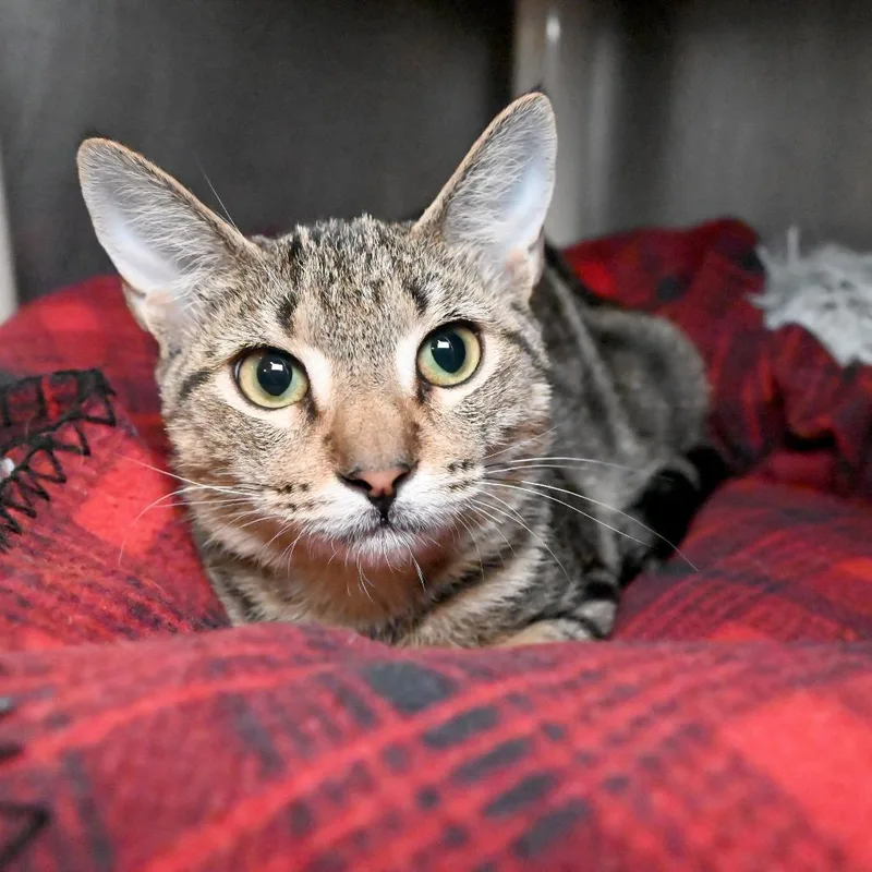 An adult medium-sized male Domestic Short Hair cat named Shivers for adoption in West Palm Beach, FL