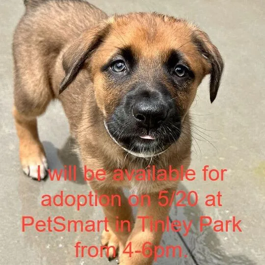 A baby small-sized male Sable Mixed Breed dog named Apollo for adoption in Matteson, IL