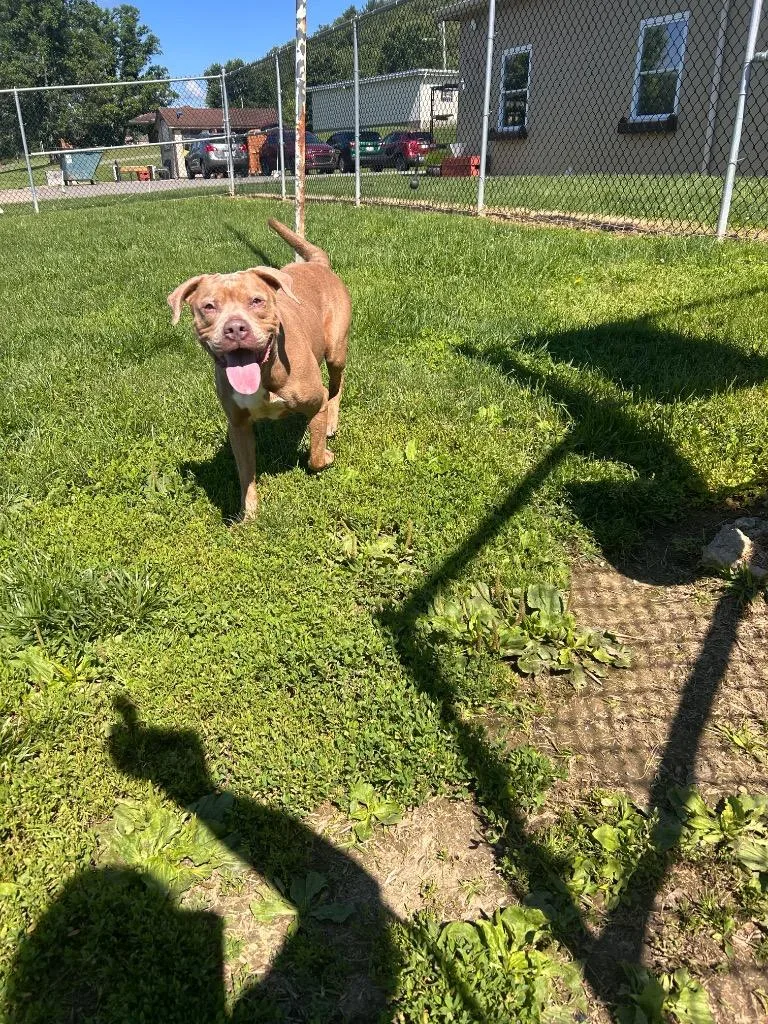 An adult medium-sized female Pit Bull Terrier dog named Oni for adoption in New Manchester, WV