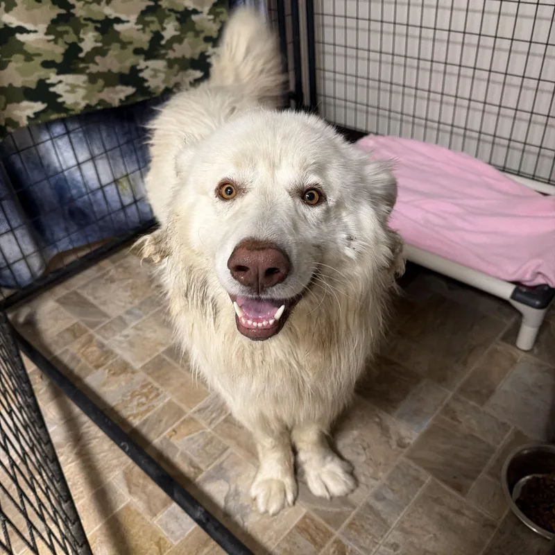 An adult large-sized male White / Cream Great Pyrenees dog named Bear for adoption in Dodgeville, WI