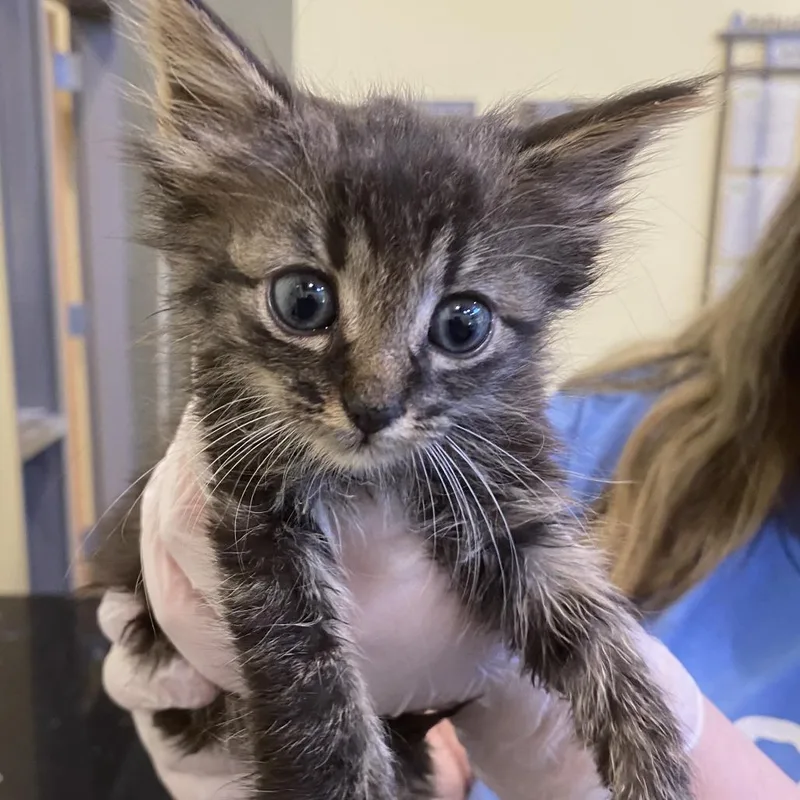 A baby small-sized female Brown / Chocolate Domestic Short Hair cat named Sealy for adoption in Lynchburg, VA