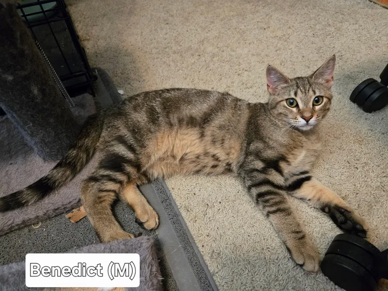 A baby medium-sized male Tabby (Brown / Chocolate) Domestic Short Hair cat named Benedict for adoption in Broken Arrow, OK