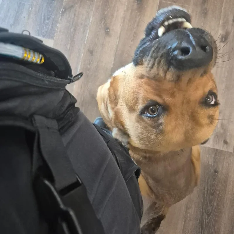 A young large-sized male Brown / Chocolate Mixed Breed dog named StraythAvenue for adoption in Columbus, GA