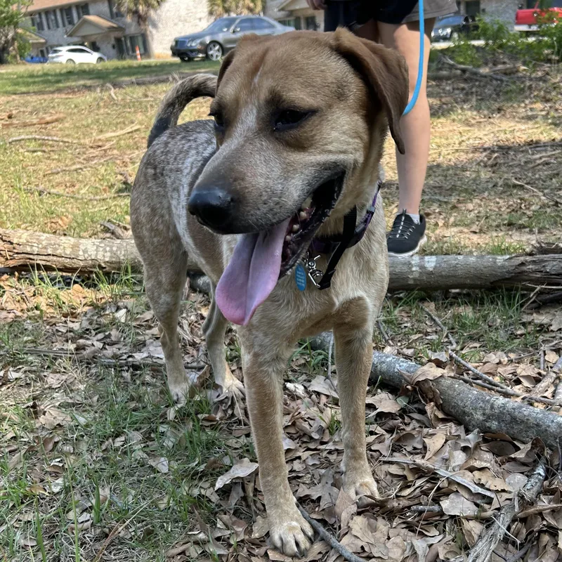 An adult medium-sized male Red / Chestnut / Orange Hound dog named Freddy for adoption in Columbia, SC