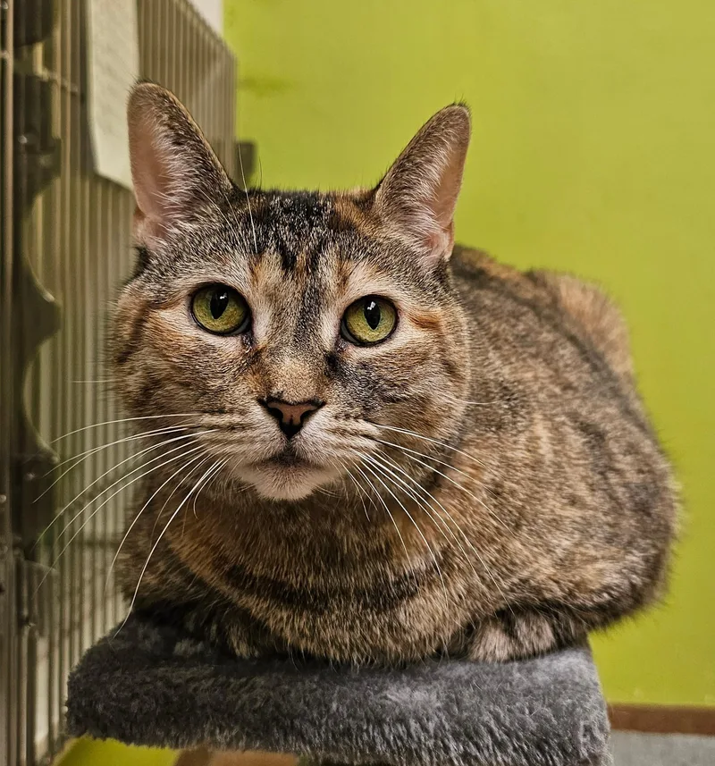 A senior large-sized female Torbie Domestic Short Hair cat named Sage for adoption in Norwalk, CT