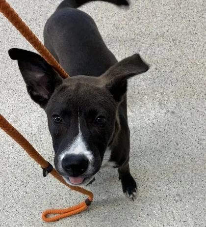 A young medium-sized male Mixed Breed dog named Payton for adoption in Lafayette, IN