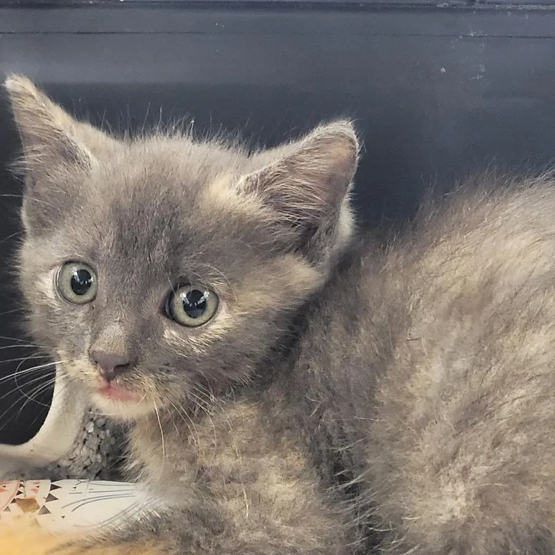 A baby small-sized male Gray / Blue / Silver Domestic Short Hair cat named Moon for adoption in Madisonville, TN