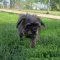 An adult small-sized female Black Terrier dog named Little Luna for adoption in Elizabeth, IL