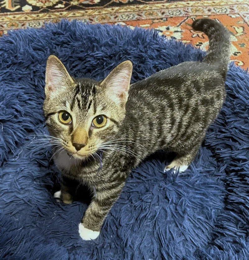 Blue Boy thumbnail 2