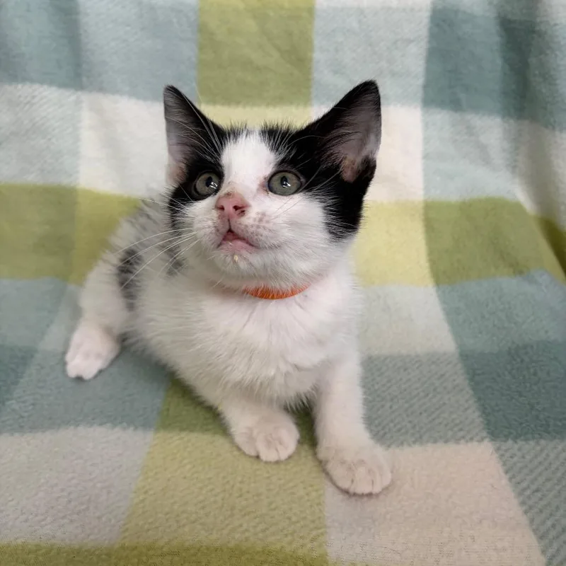 A baby small-sized male White Domestic Medium Hair cat named Kimchi for adoption in West Point, MS