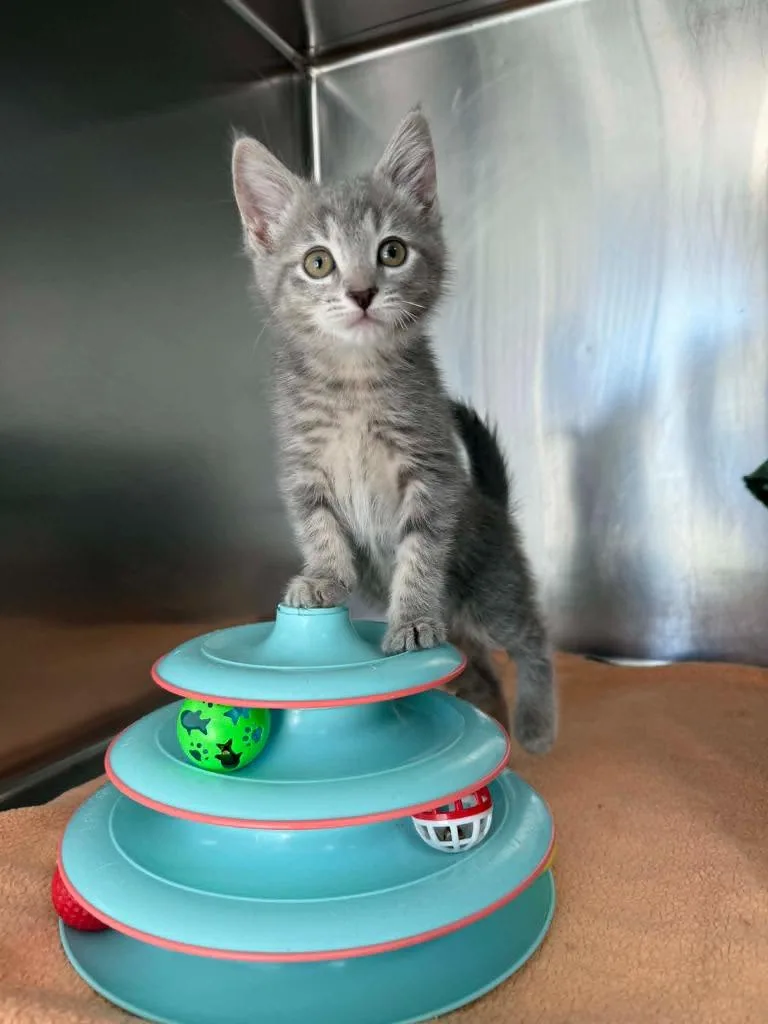 Princess Pilsbury