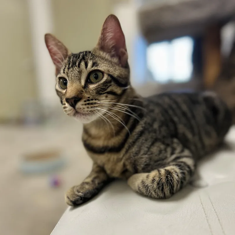 A baby small-sized male Tabby (Tiger Striped) American Shorthair cat named Pierre for adoption in Seguin, TX