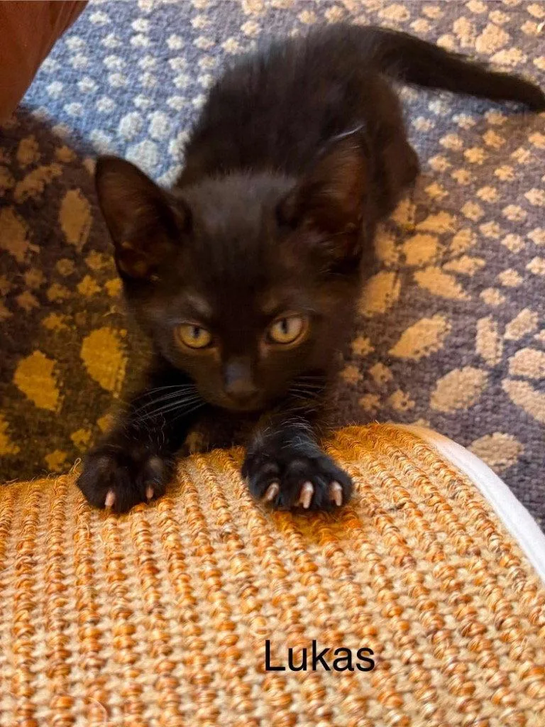 A baby small-sized male Black Domestic Medium Hair cat named Lukas for adoption in Saint George, UT