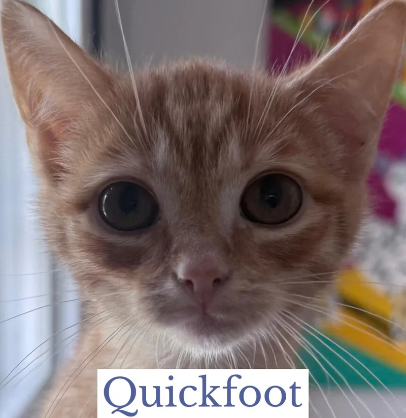 Quickfoot