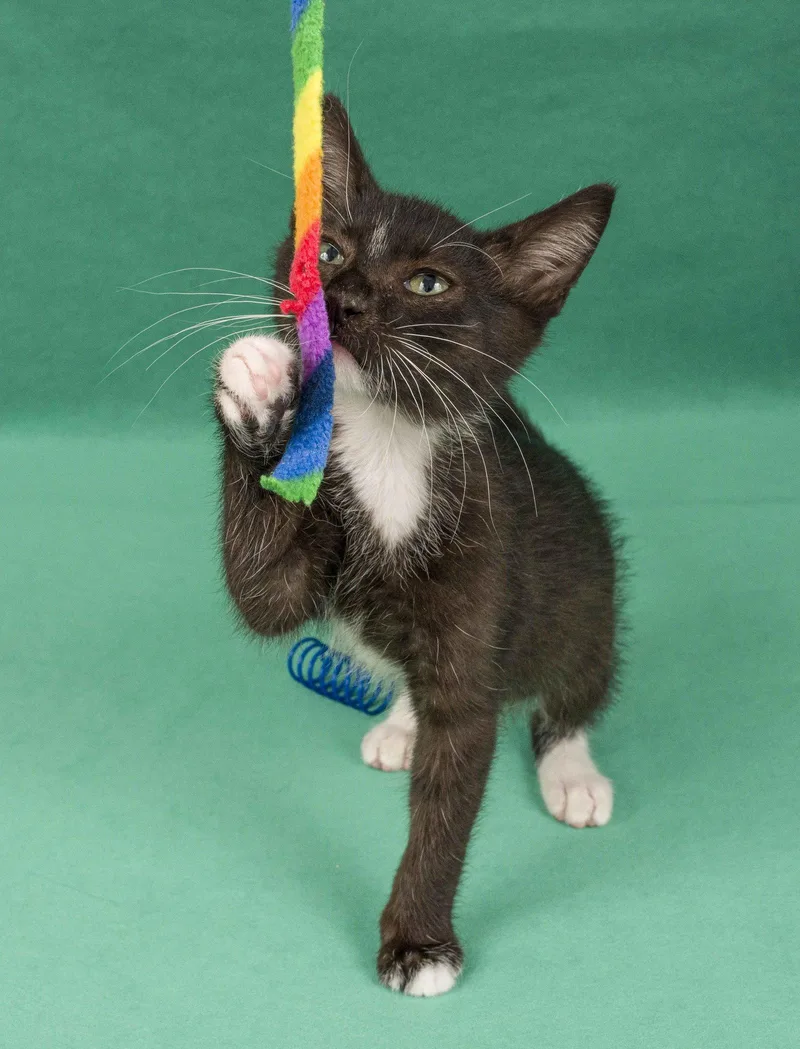 A young medium-sized male Black & White / Tuxedo Domestic Short Hair cat named Garret & Dean for adoption in Davis, CA