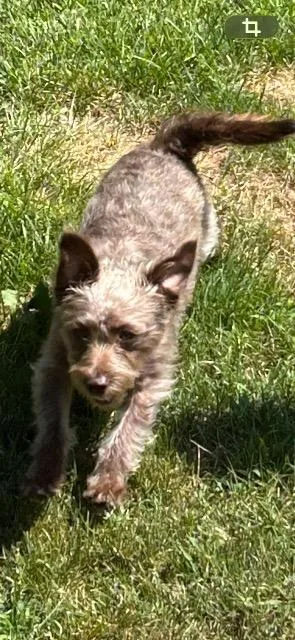 A baby medium-sized male Poodle dog named Sir Becker Peach Fuzz for adoption in Auburn, IN