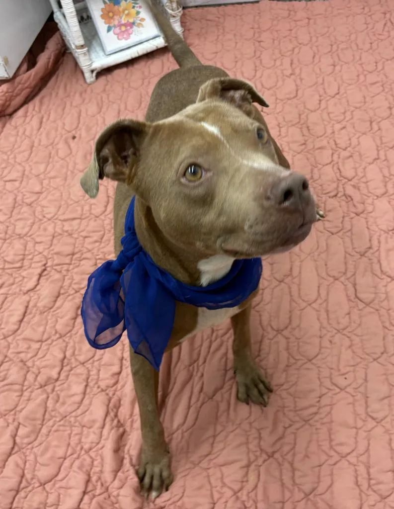An adult medium-sized female Mixed Breed dog named Cibo for adoption in Detroit, MI