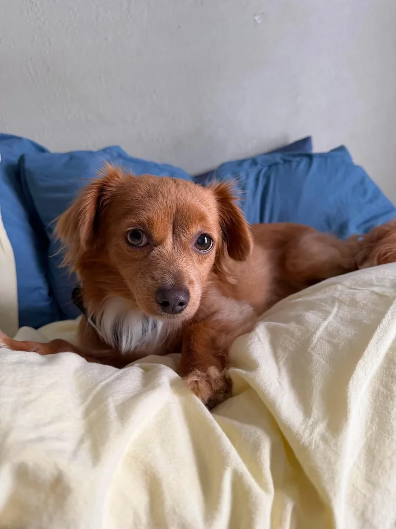 A young small-sized female Dachshund (Long Haired) dog named Lizy for adoption in Houston, TX