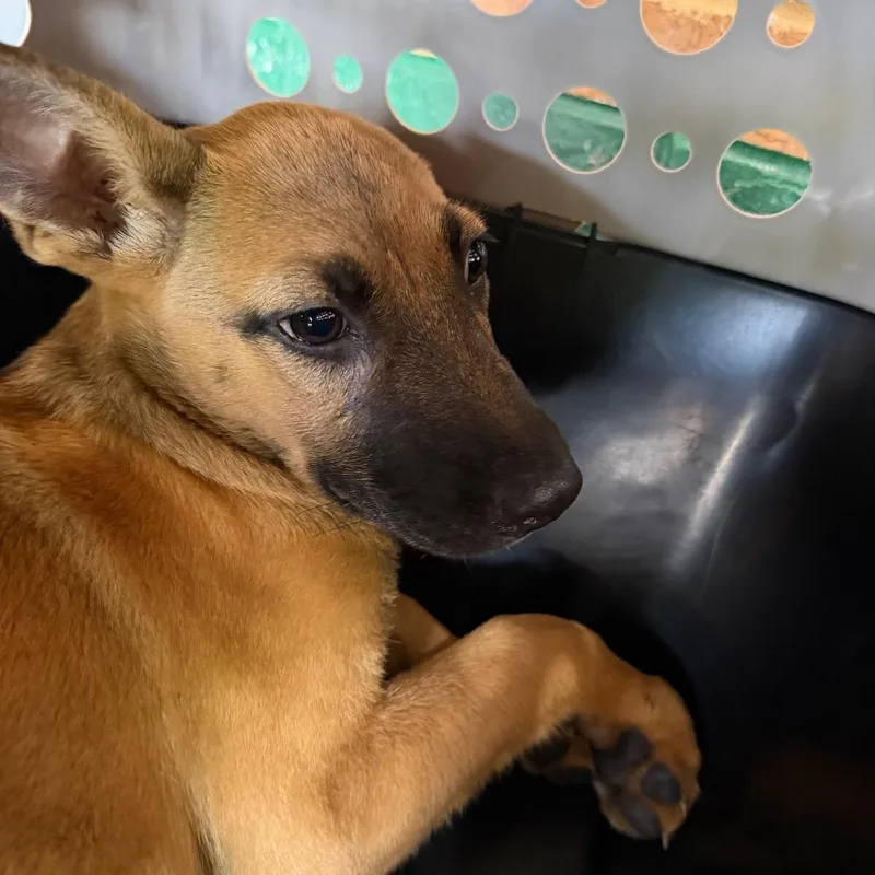 A baby medium-sized female Yellow / Tan / Blond / Fawn Belgian Shepherd / Malinois dog named Majesty for adoption in Birmingham, AL