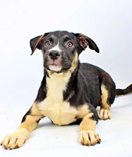 A baby medium-sized female Australian Shepherd dog named Cassidy for adoption in Morton Grove, IL