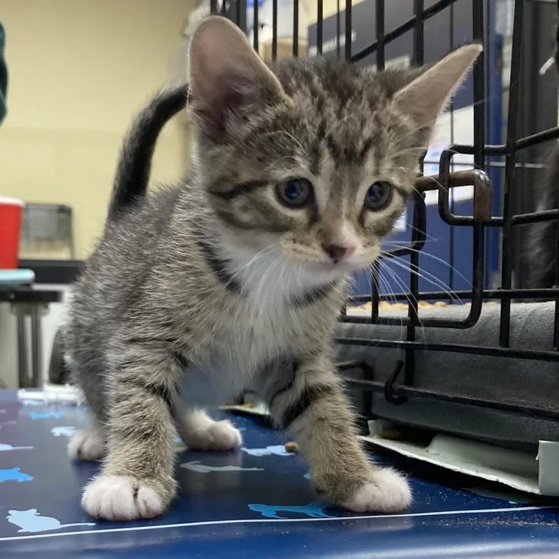 A young small-sized female Brown / Chocolate American Shorthair cat named Artemisia Gentileschi for adoption in Webster, TX