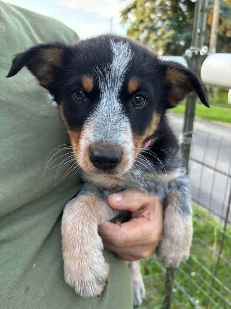 A baby medium-sized male Tricolor (Brown, Black, & White) Australian Shepherd dog named Gone for Good for adoption in Waunakee, WI