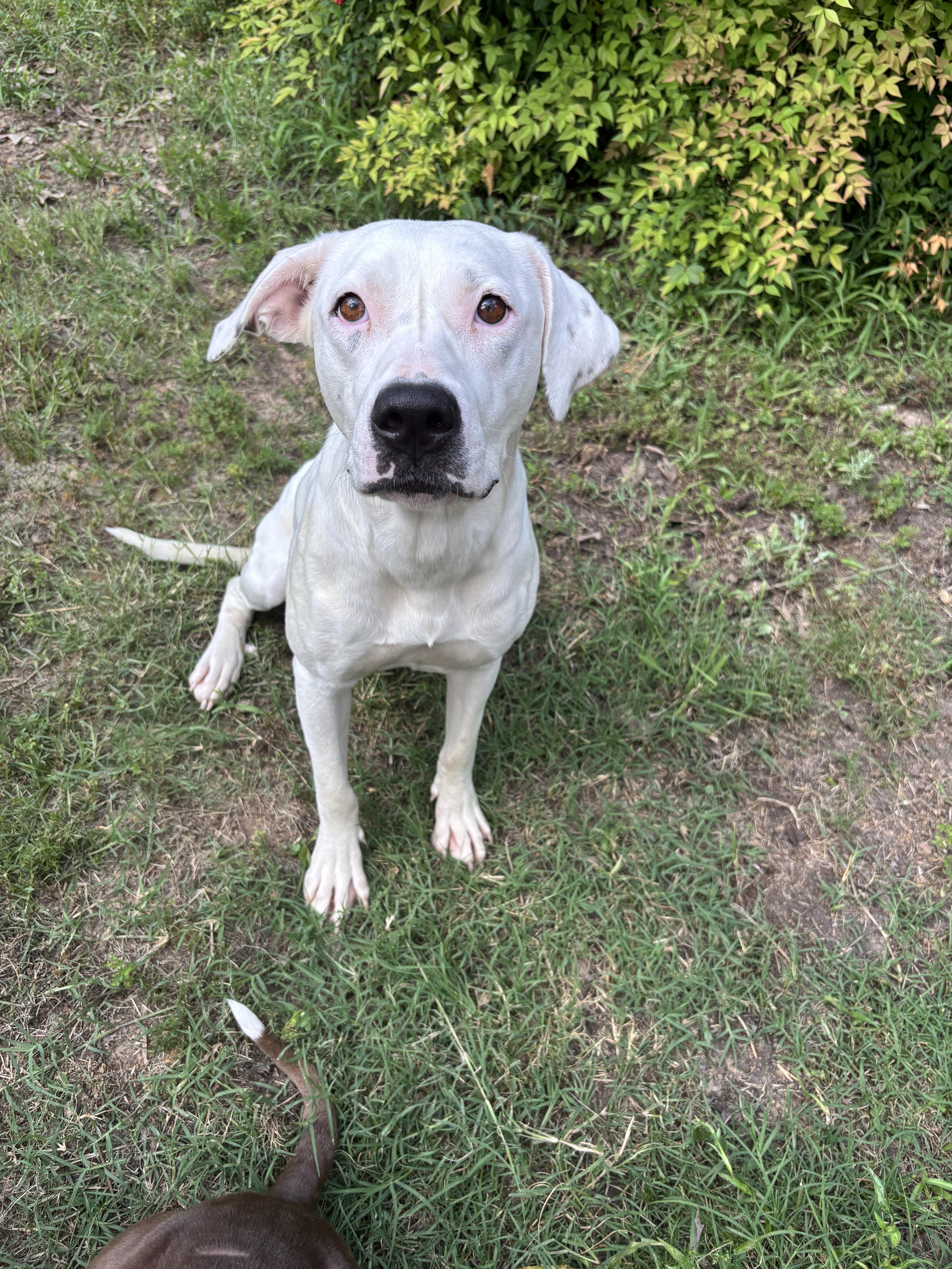 An adult medium-sized female White / Cream Dogo Argentino dog named Minnie for adoption in Athens, TX