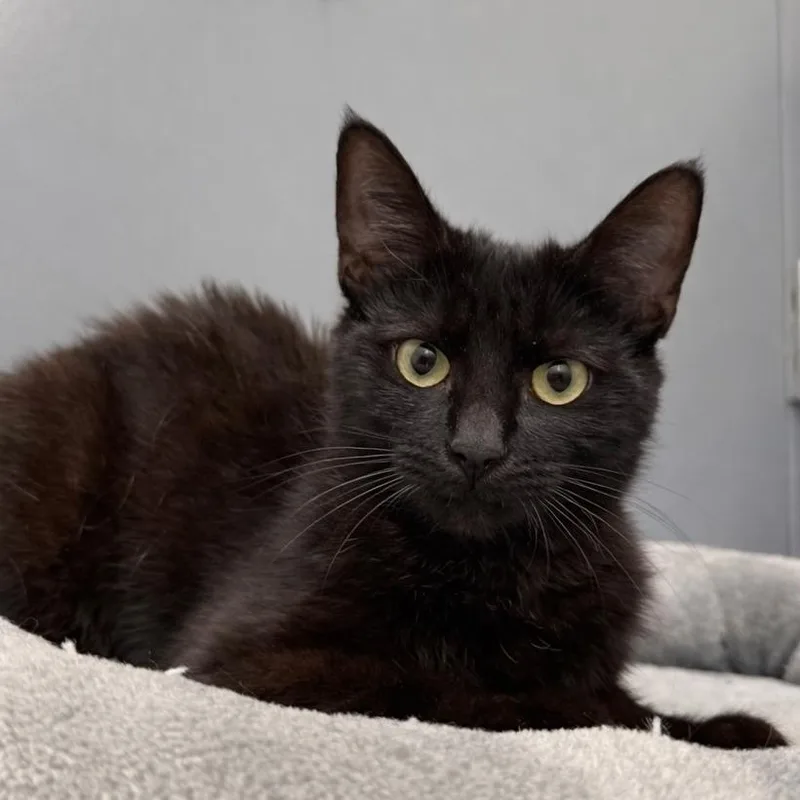 A young medium-sized female Black Domestic Short Hair cat named Pixel for adoption in Boston, MA
