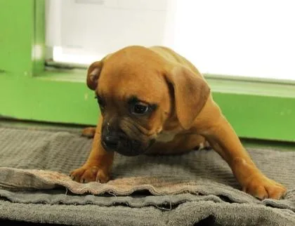 A baby medium-sized male American Bulldog dog named Eeyore for adoption in Picayune, MS