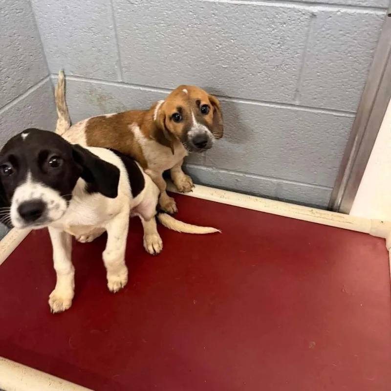 A baby medium-sized female Beagle dog named Penny for adoption in Pasadena , MD