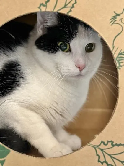 An adult medium-sized female Domestic Short Hair cat named Kat for adoption in West Chester, PA