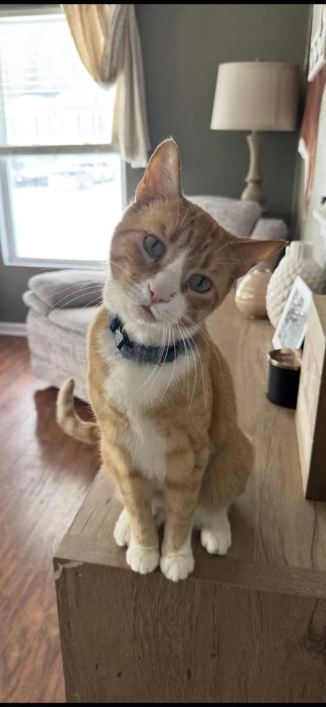 A senior small-sized male Domestic Short Hair cat named Kit Kat for adoption in Greenfield, IN