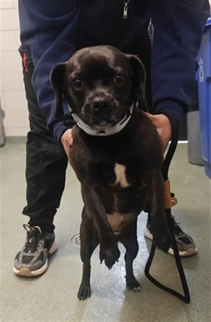 An adult small-sized female Mixed Breed dog named Parsley for adoption in Santa Fe, NM