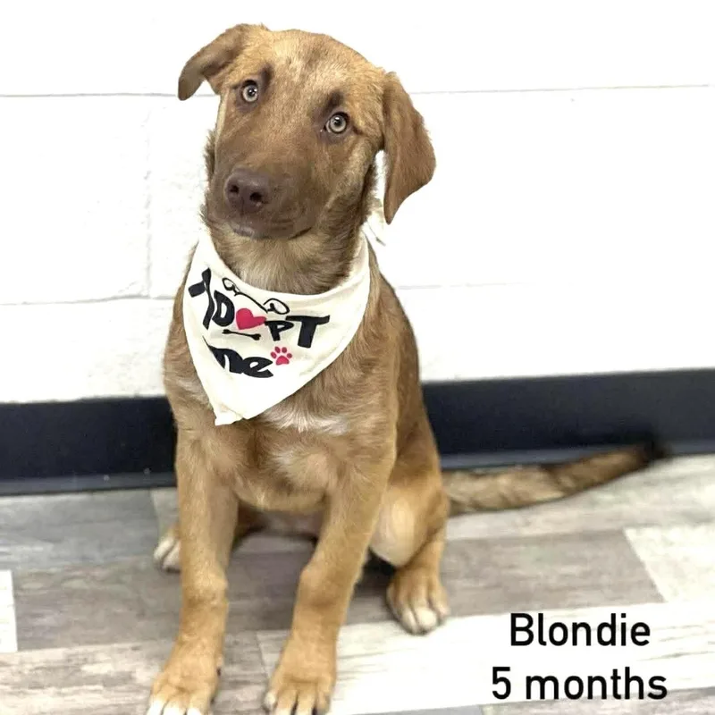 A baby medium-sized female Yellow / Tan / Blond / Fawn Labrador Retriever dog named Blondie  Local April for adoption in Brookshire, TX