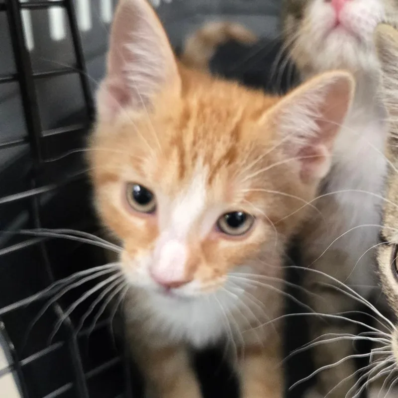 A baby small-sized male Orange / Red Domestic Short Hair cat named Francis for adoption in East Hanover, NJ