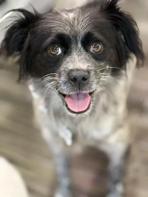 A young small-sized female Harlequin Cavalier King Charles Spaniel dog named June for adoption in Redondo Beach, CA