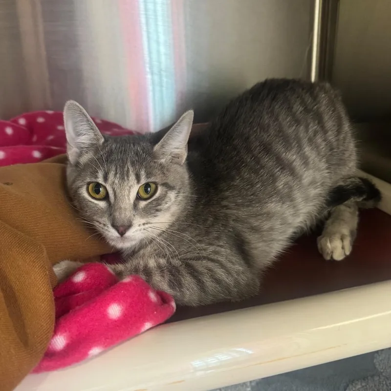 A baby medium-sized female Gray / Blue / Silver Domestic Short Hair cat named Kiki for adoption in Kyle, TX
