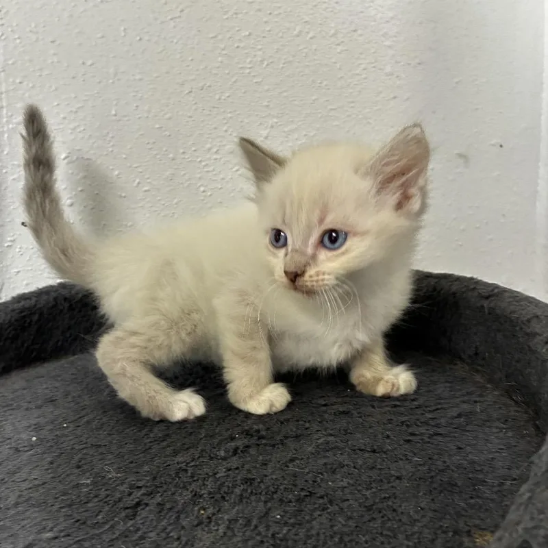 A baby medium-sized male Siamese cat named Simon for adoption in Wiggins, MS