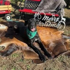 Millie Mae thumbnail 2