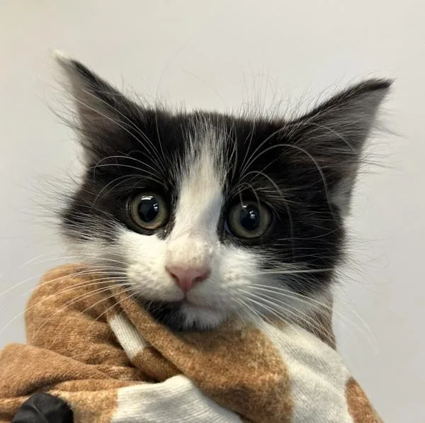 A baby small-sized female Domestic Long Hair cat named Tina for adoption in San Diego, CA