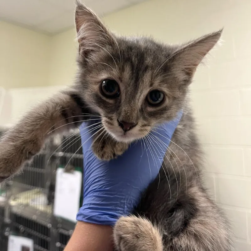 A baby small-sized female Tortoiseshell Domestic Short Hair cat named Shannon for adoption in Charlottesville, VA