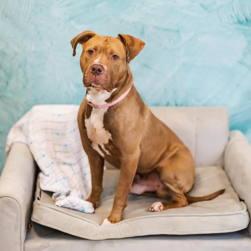 Razzle Dazzle thumbnail 2