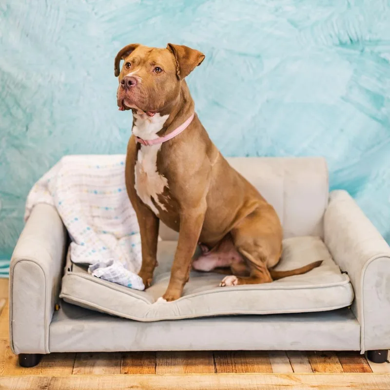 Razzle Dazzle thumbnail 3