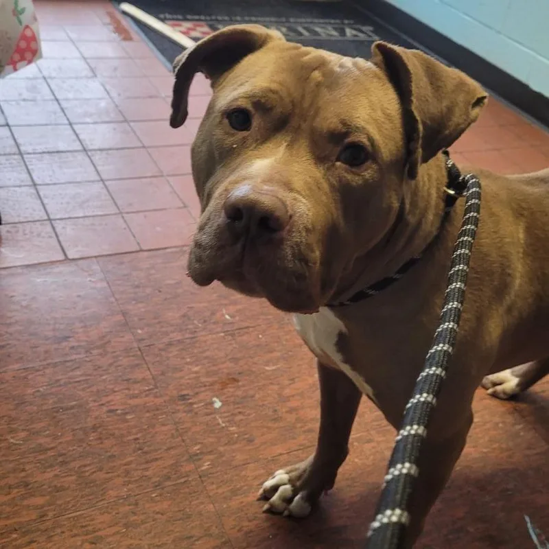 Razzle Dazzle thumbnail 4