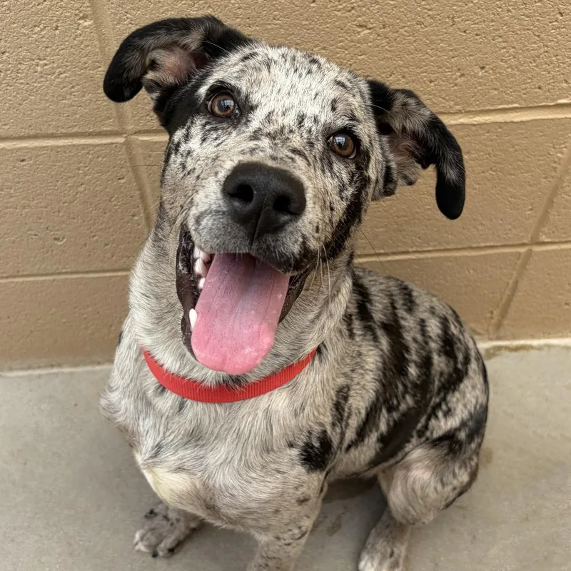A baby medium-sized male Black Catahoula Leopard Dog dog named Leo for adoption in Ojai, CA