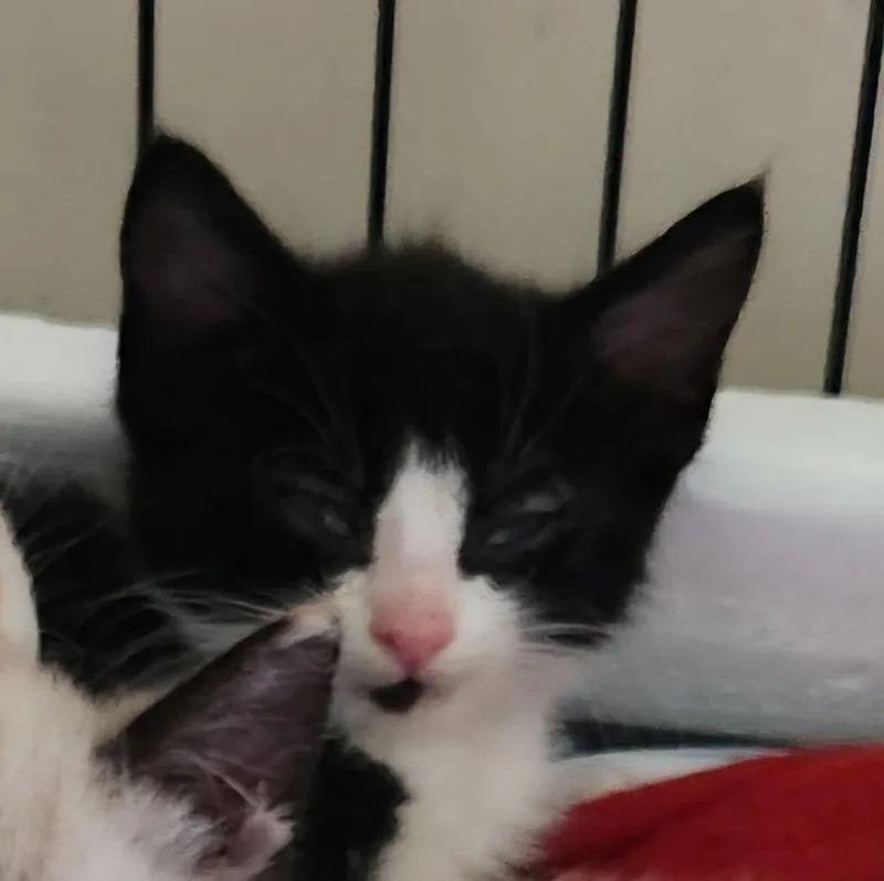 A baby medium-sized male Domestic Medium Hair cat named Kyle for adoption in Brainardsville, NY