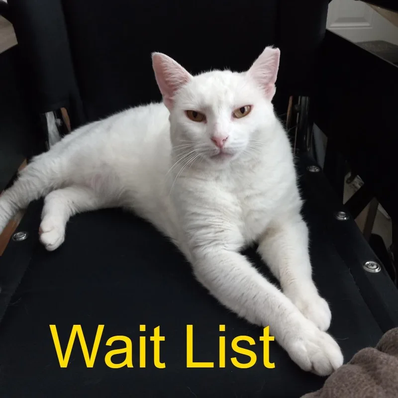 A senior small-sized female White Domestic Medium Hair cat named Pearl for adoption in Livingston, TX